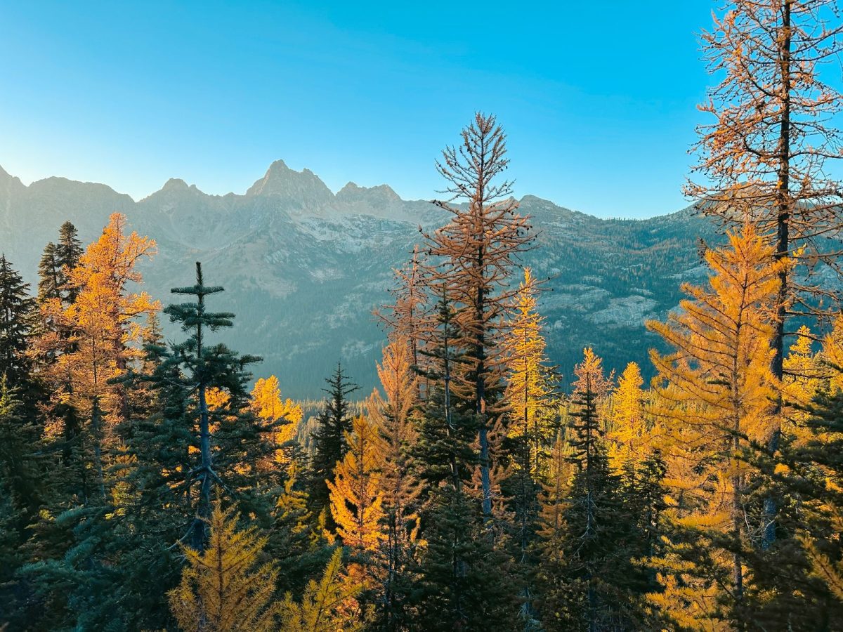 golden larches in mt baker