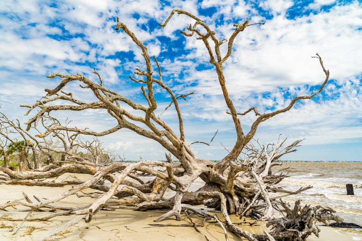 Image alt text Bleached driftwood trunks lying across the sand at Driftwood Beach on Jekyll Island at low tide